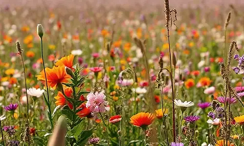 A field of flowers
